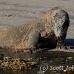 dragon_komodo_hsb_rinca_h_0778_kom2553.jpg
